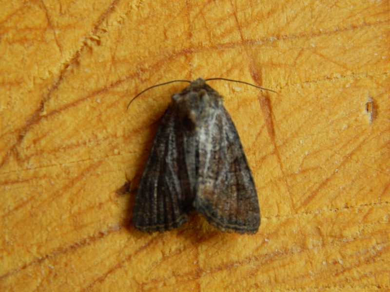 Piccola falena da ID - Oligia latruncula